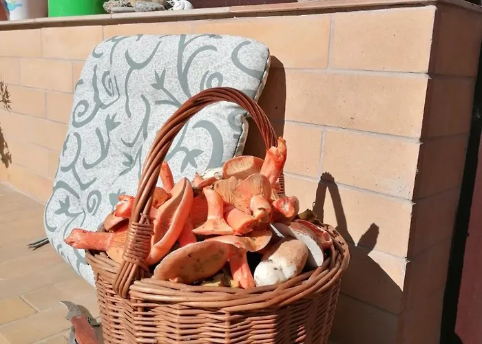 Janata 게스트하우스 슬래피